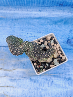 Opuntia Fulgida Cristata (Опунция)