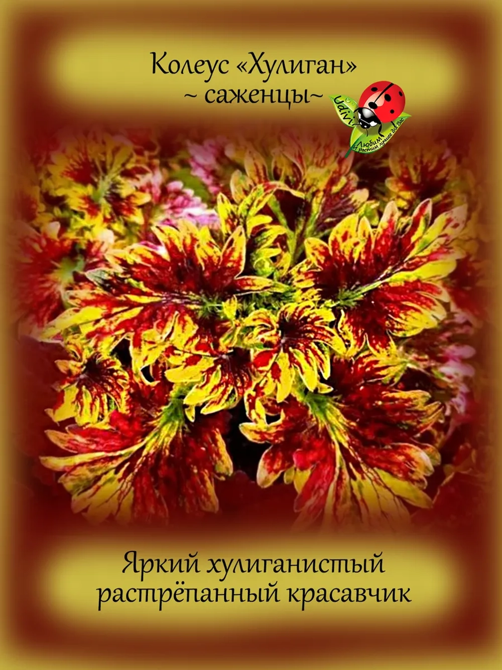Колеус Хулиган вегетативный