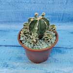 Astrophytum Myriostigma "Hakujo Fukuryu"  (Астрофитум)
