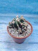 Astrophytum Myriostigma "Hakujo Fukuryu" (Астрофитум)