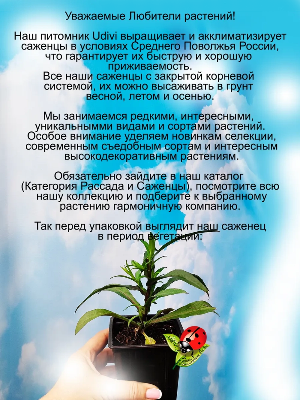 Астра Блю букет новобельгийская многолетняя