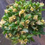 Орхидея DENDROBIUM HYMENANTHUM