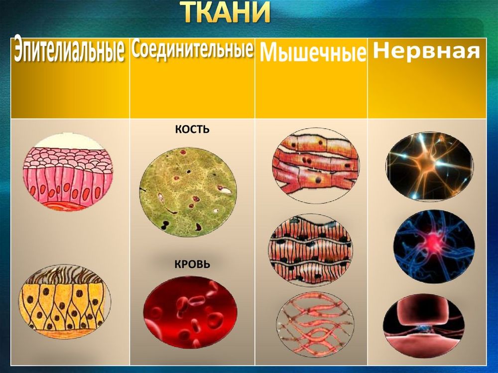 Комплект микропрепаратов по общей биологии (профильный уровень, 16 видов по 20 шт) — купить по ФГОС | Учебный стандарт