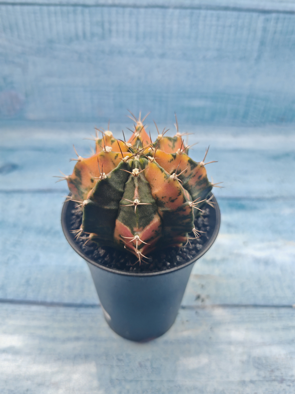 Gymnocalycium Variegata (Гимнокалициум Вариегатный)