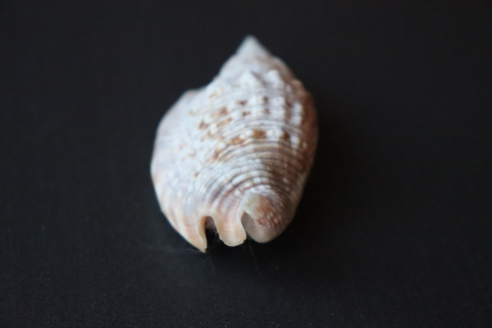 Ракушка Стромбус Аурисдейн (Euprotomus aurisdianae)