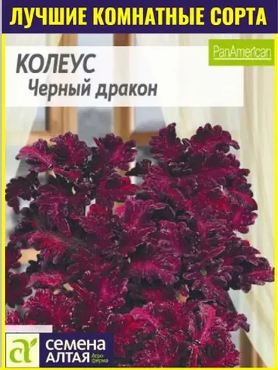 Семена Колеус Черный дракон