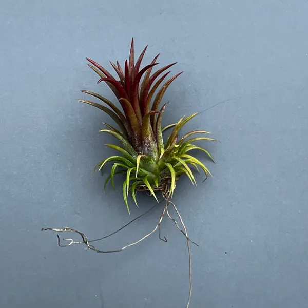 Тилландсия Ионанта Ionantha "Fuego"