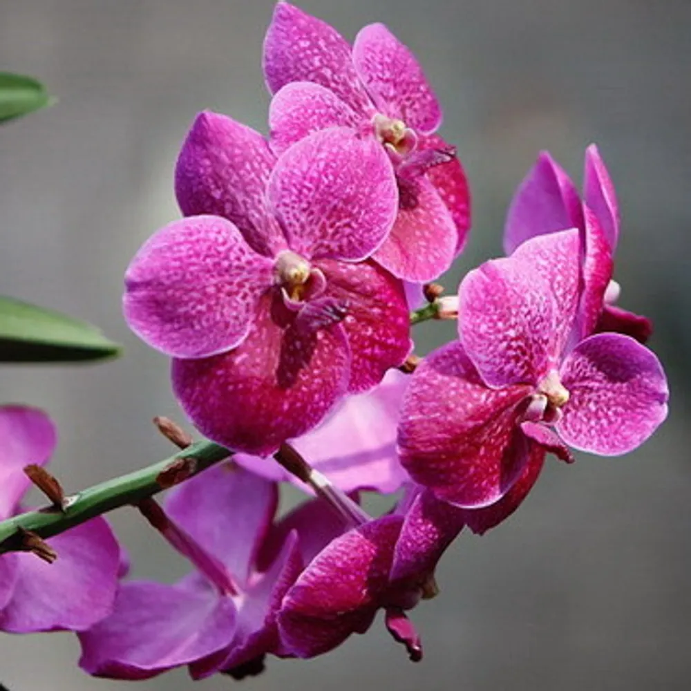 Ванда Vanda Tharab beauty