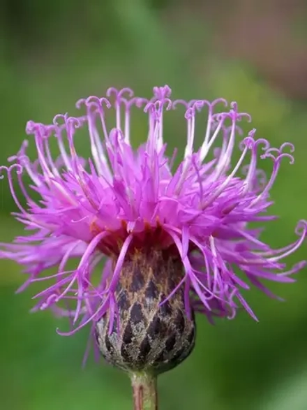 Семена Серпуха венценосная (Serratula coronata) 1гр