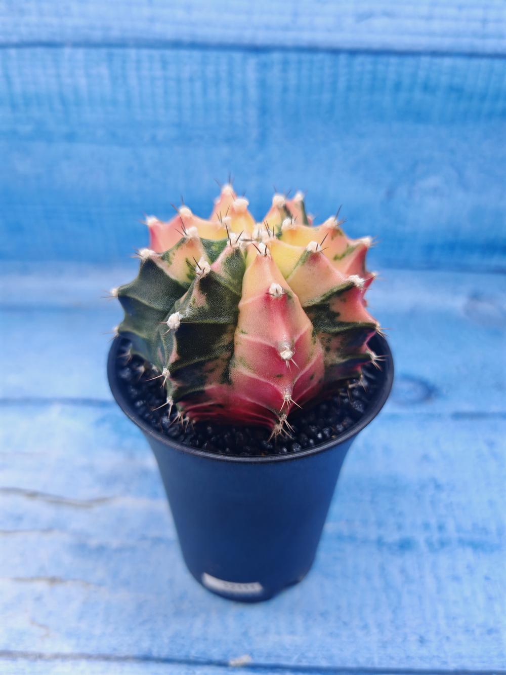 Gymnocalycium Variegata (Гимнокалициум Вариегатный)