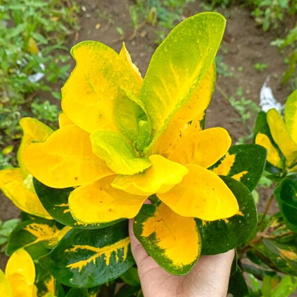 Кротон PENYU (И50)