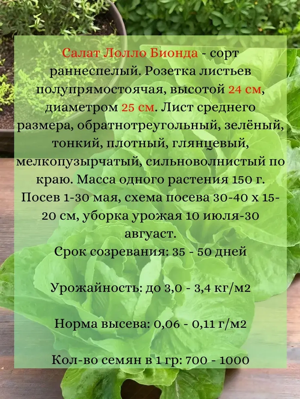 Салат семена "Лолло Бионда" 10 гр