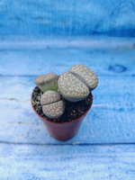 Lithops sp. (Литопсы)