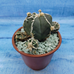 Astrophytum Myriostigma "Hakujo Fukuryu"  (Астрофитум)