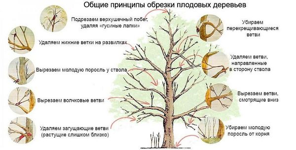 Осенняя обрезка плодовых деревьев в августе: что можно, а что нельзя Осенняя обрезка плодовых деревьев в августе: что можно, а что нельзя