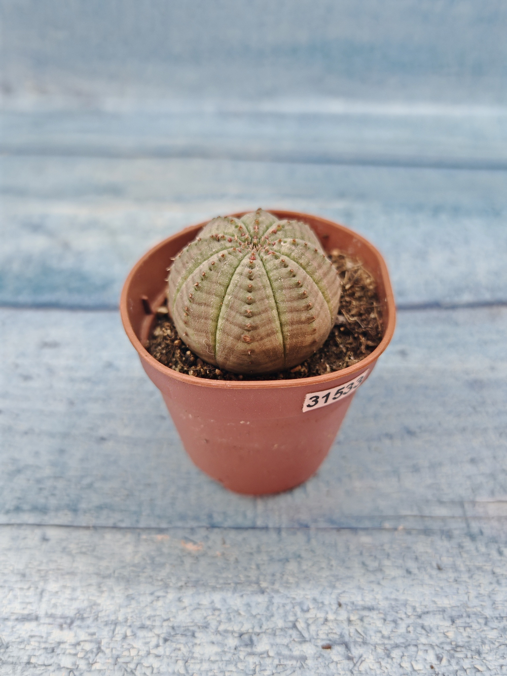 Euphoria Obesa (Эуфорбия)