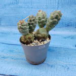 Tephrocactus Articulatus (Тефрокактус)