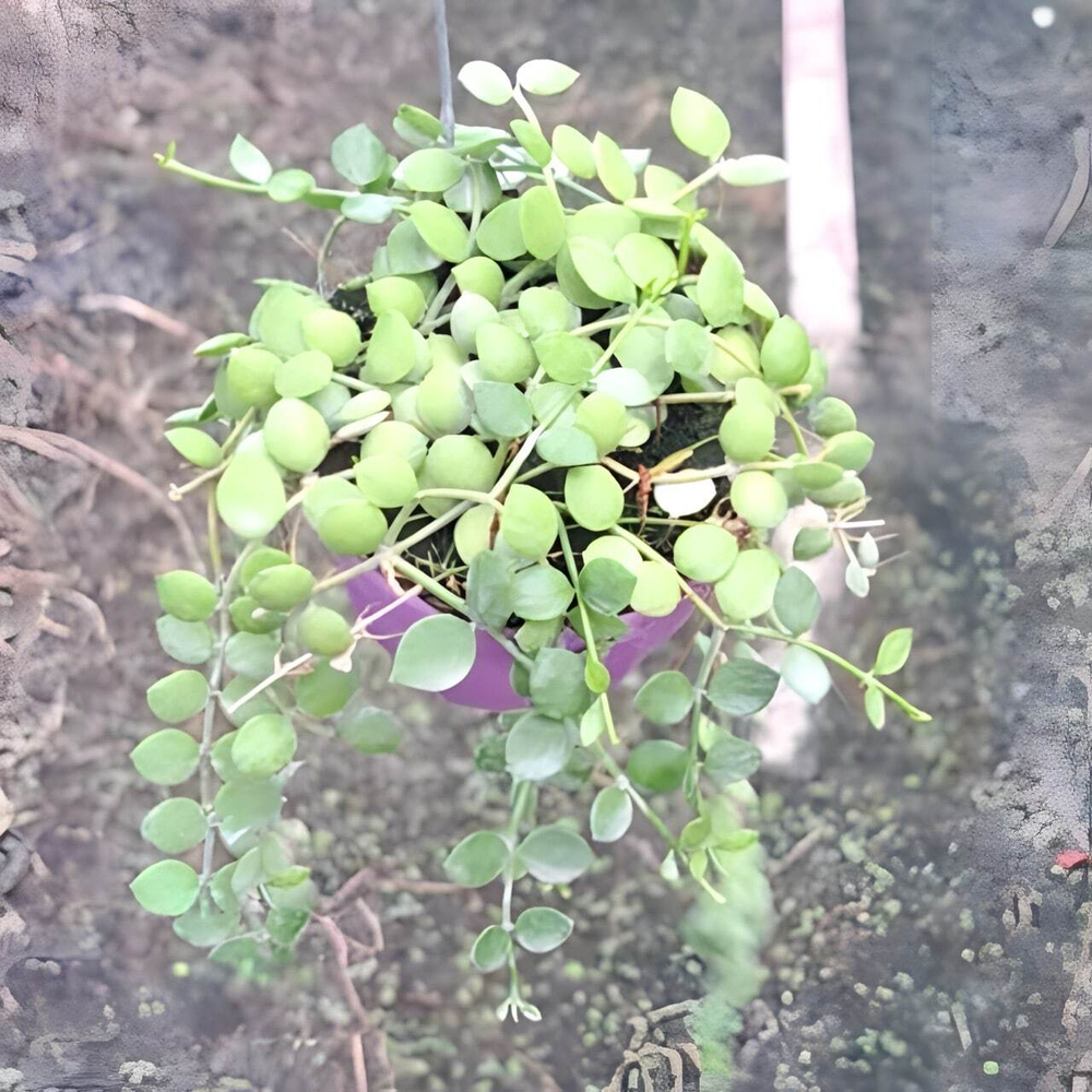 Дисхидия NUMMULARIA GREEN (Н3)