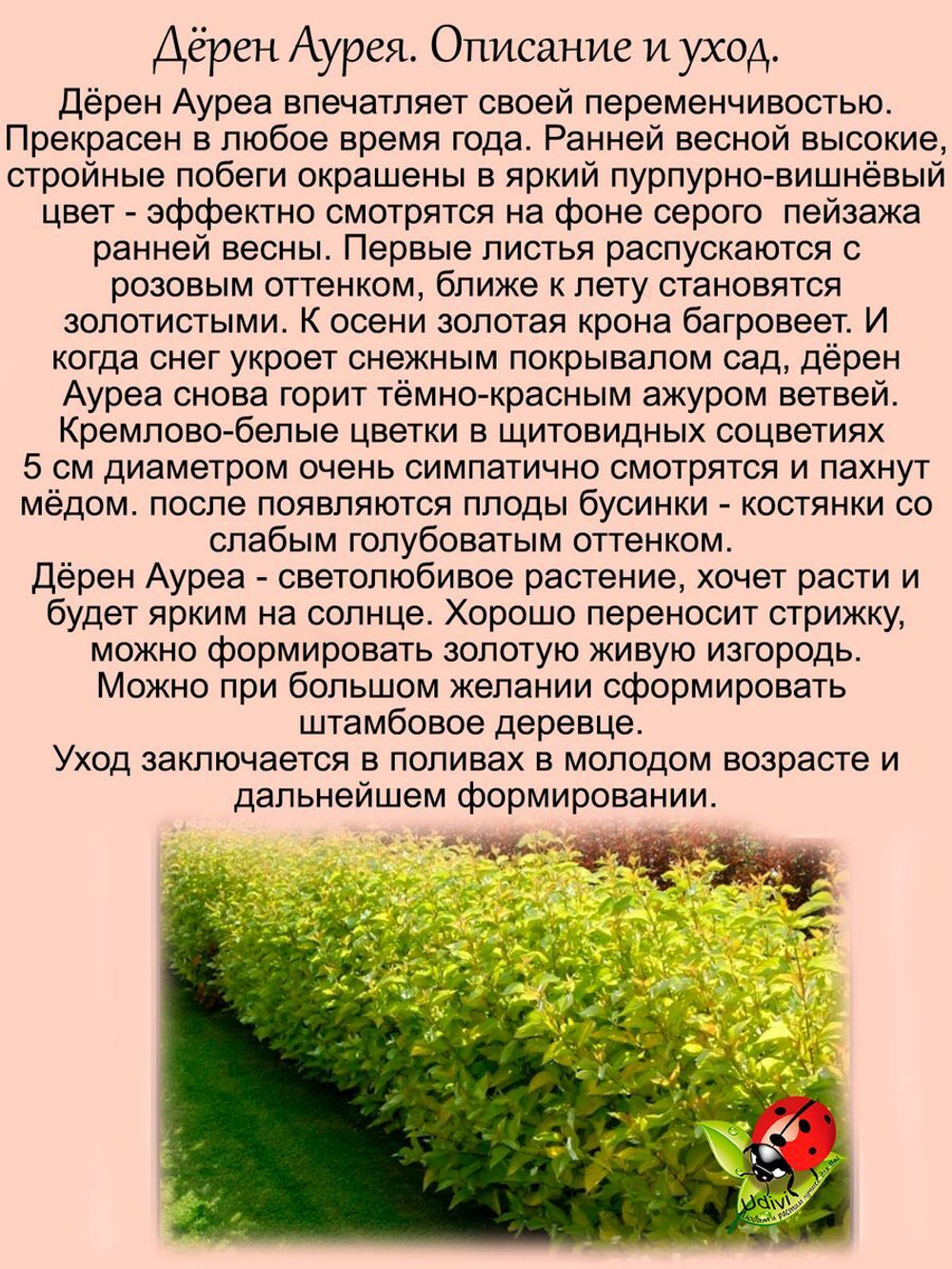 Дёрен Ауреа Золото декоративный кустарник