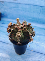 Gymnocalycium T-Rex Pink hybrid (Гимнокалициум T-rex)