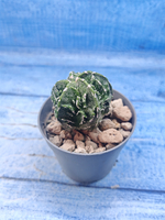 Astrophytum Myriostigma Fukuryu (Астрофитум)