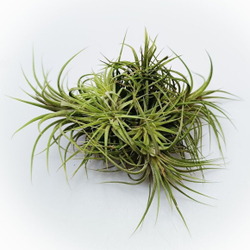 Тилландсия Ионанта стрикта Ionantha stricta, атмосферное растение
