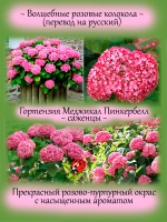 Гортензия Мэджикал Пинкербелл древовидная розовая