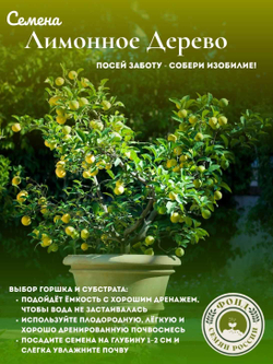 Лимонное дерево, Домашний лимон, Семена 5 шт. + подарочные семена
