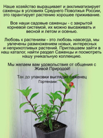 Гортензия Самарская Лидия метельчатая
