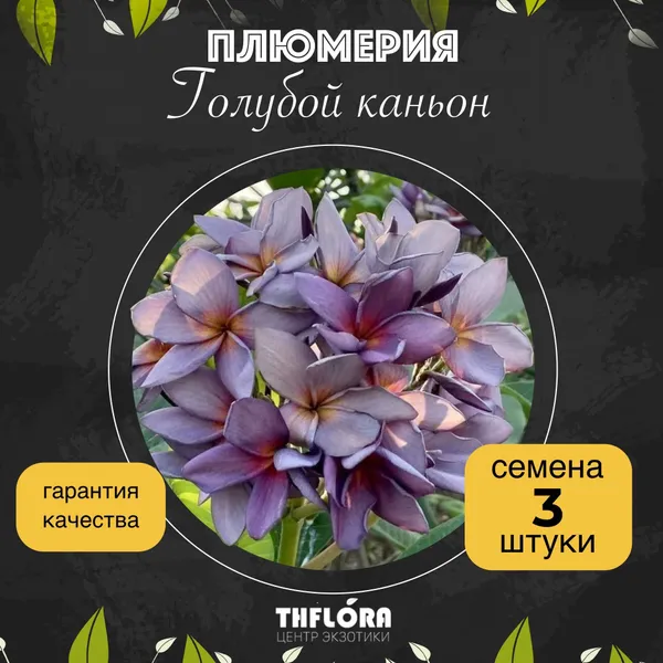 Плюмерия "Голубой каньон" семена 3 штуки - редкий сорт