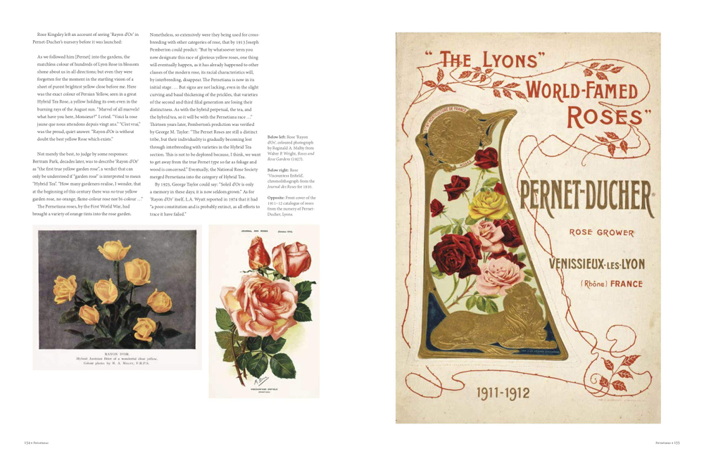 The Rose: The History of the World's Favourite Flower Told Through 40 Extraordinary Roses