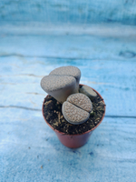 Lithops sp. (Литопсы)
