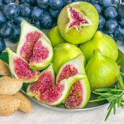 Инжир Долматика ЗКС