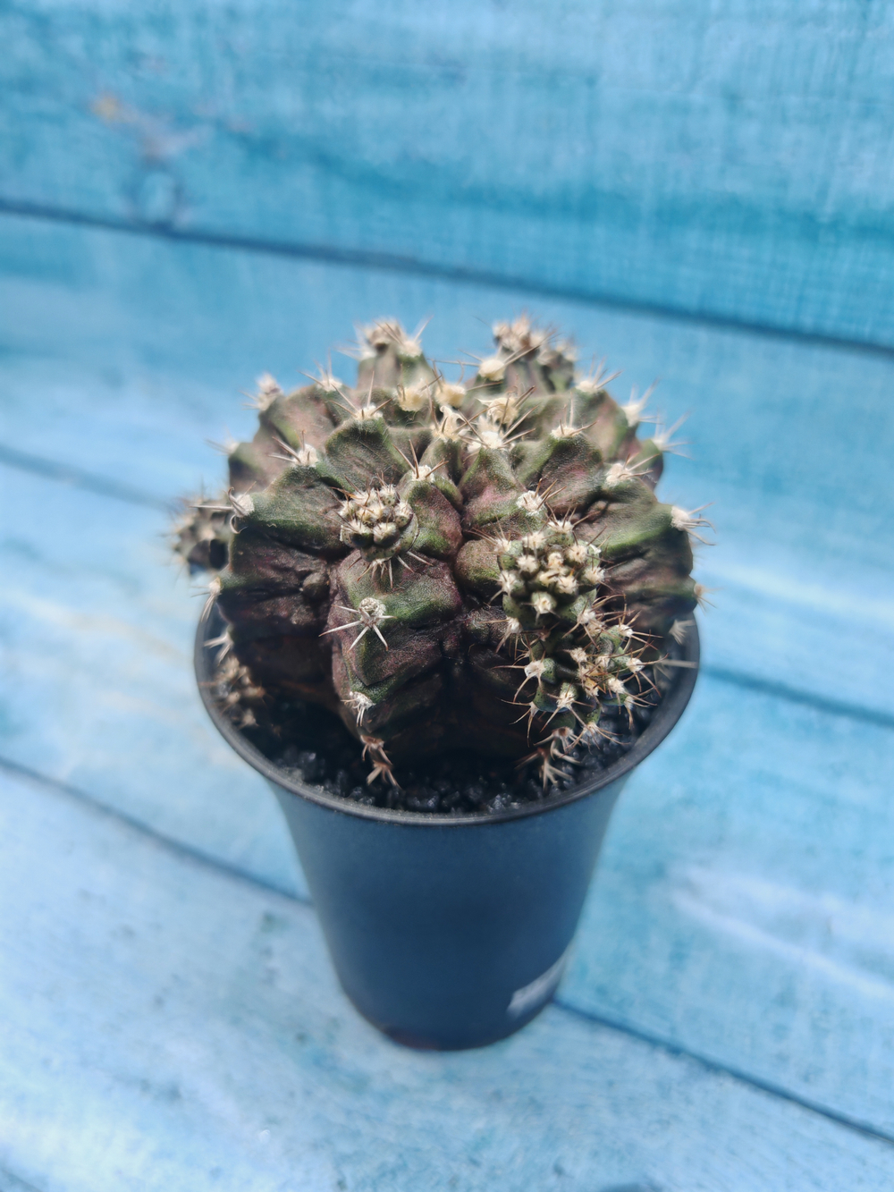 Gymnocalycium T-Rex Pink hybride (Гимнокалициум T-rex)
