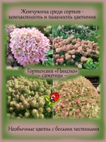 Гортензия Пиксио карликовая метельчатая
