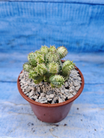 Euphorbia Pseudoglobosa variagate (Эуфорбия)