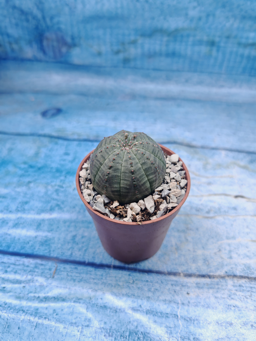 Euphoria Obesa (Эуфорбия)