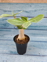 Adenium Baobab (Адениум)
