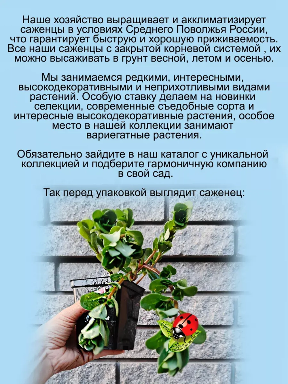 Портулак Вегетативный Жёлтый помпон махровый ампельный