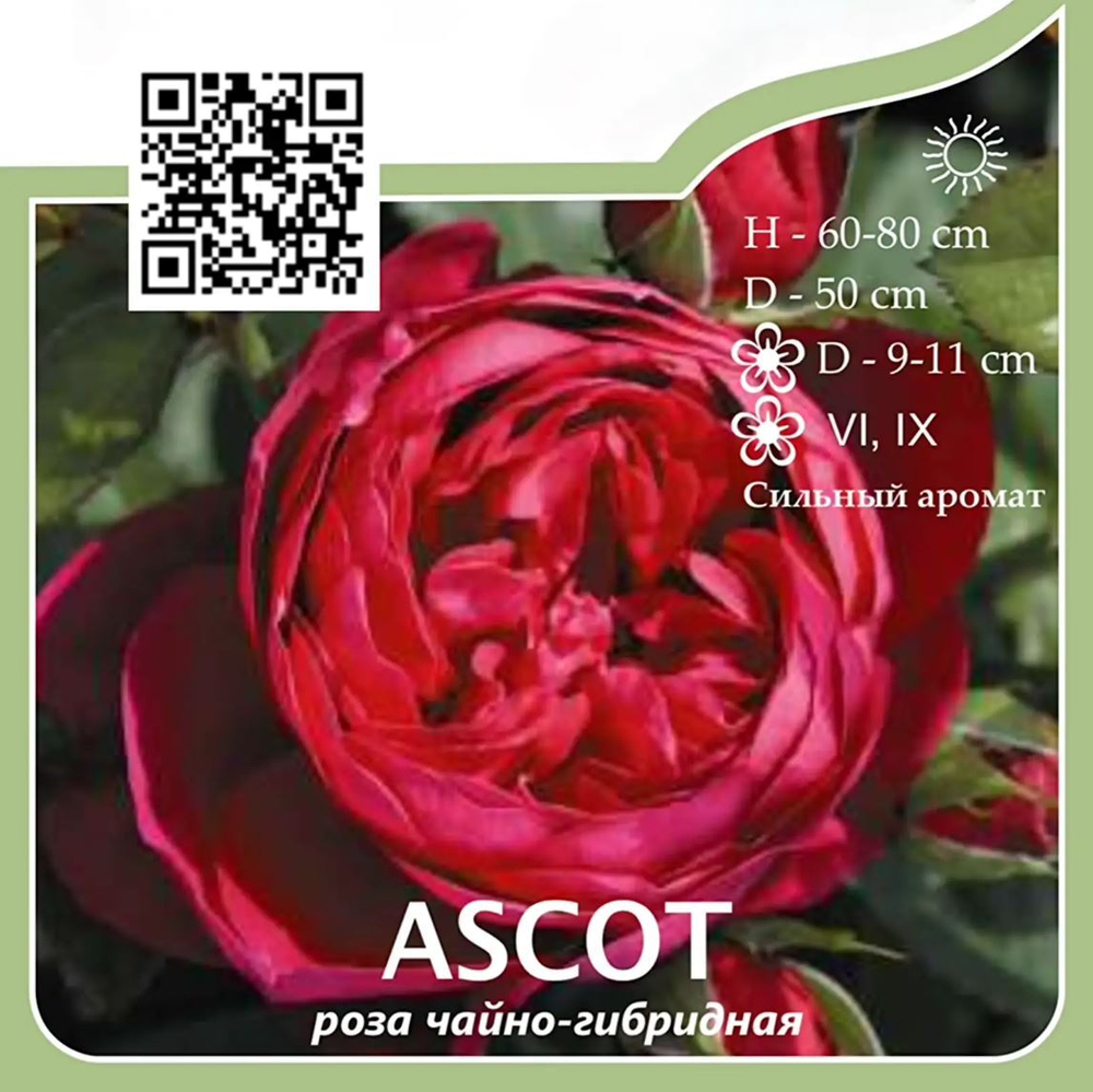 Роза чайно-гибридная "Ascot"