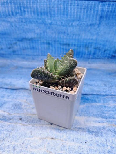Faucaria Felina (Фаукария)