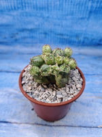 Euphorbia Pseudoglobosa variagate (Эуфорбия)