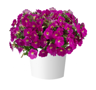 32473 Петуния CASCADIAS Rose (Весна 2026)