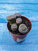 Lithops sp. (Литопсы)