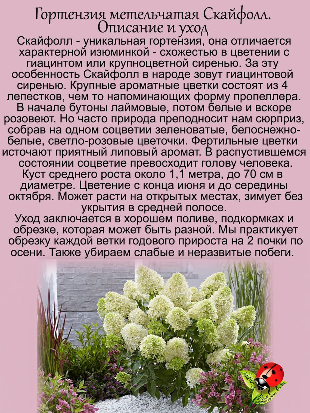 Гортензия Скайфолл метельчатая среднерослая