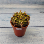 Gymnocalycium Friedrichii (Гимнокалициум)