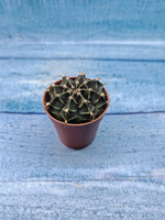 Gymnocalycium Friedrichii (Гимнокалициум)
