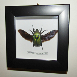 Жук Бронзовка Rhomborrhina resplendens