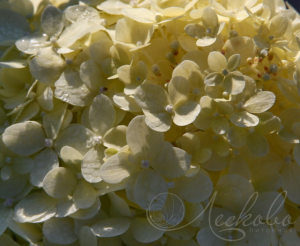Гортензия метельчатая Меджикал Свит Саммер (Magical Sweet Summer)