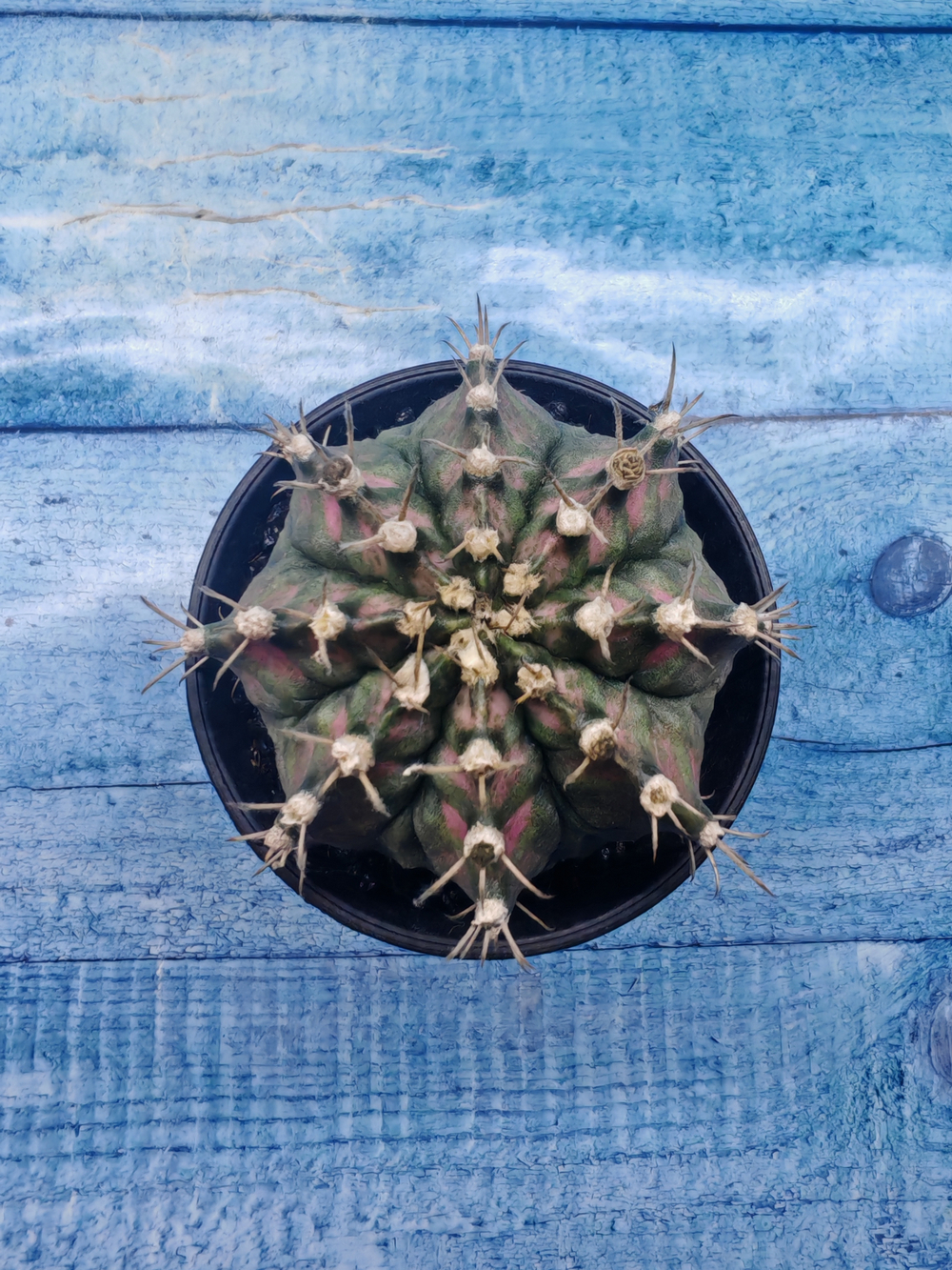 Gymnocalycium T-Rex Pink hybride (Гимнокалициум T-rex)
